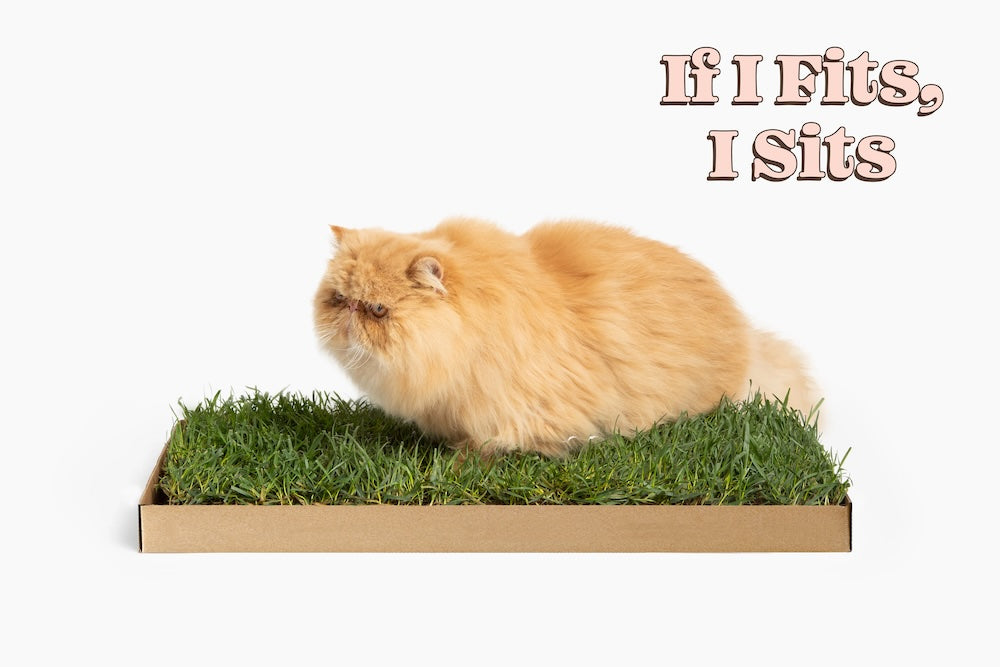 Fluffy orange Persian cat sitting on a Kitty Lawn grass pad with the caption If I Fits I Sits.