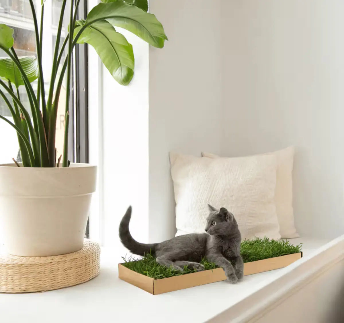 A gray cat relaxing on a Kitty Lawn all-natural grass pad by a sunny window with a potted plant