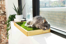 Load image into Gallery viewer, Gray cat napping on a Kitty Lawn cat grass pad in a bamboo wooden sleeve on a sunny windowsill.
